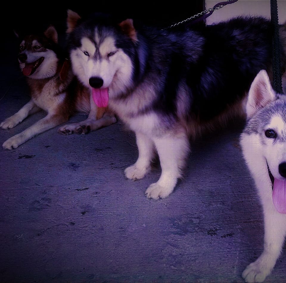 huskies